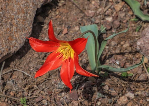 Tulipa ostrowskiana 